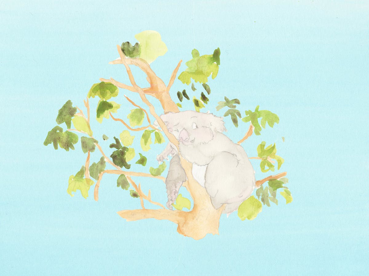 A still from Claudia Nicholson's artwork 'Oh.' with a watercolour painting of a koala in a gum tree