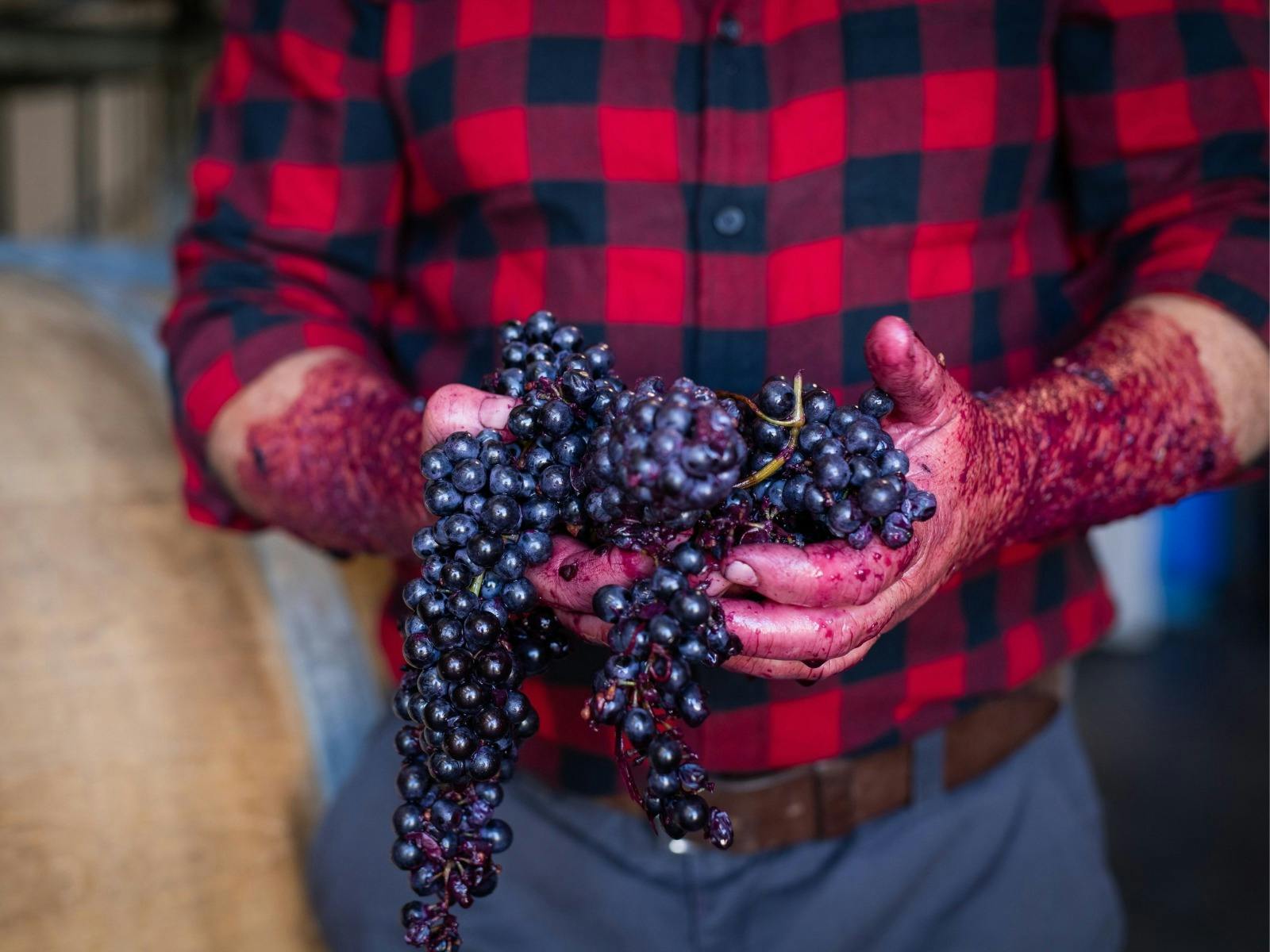 Traditional winemaking experience