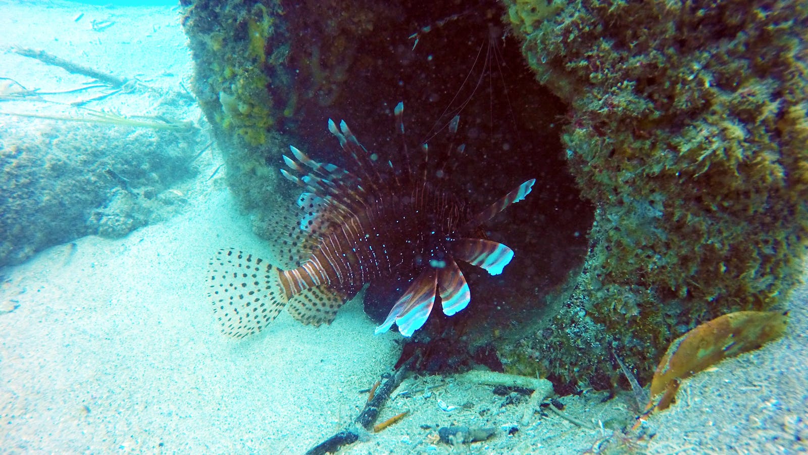 Gold Coast Scuba