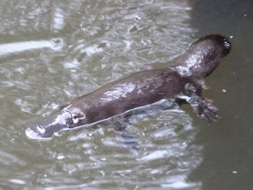 Platypus Platypus