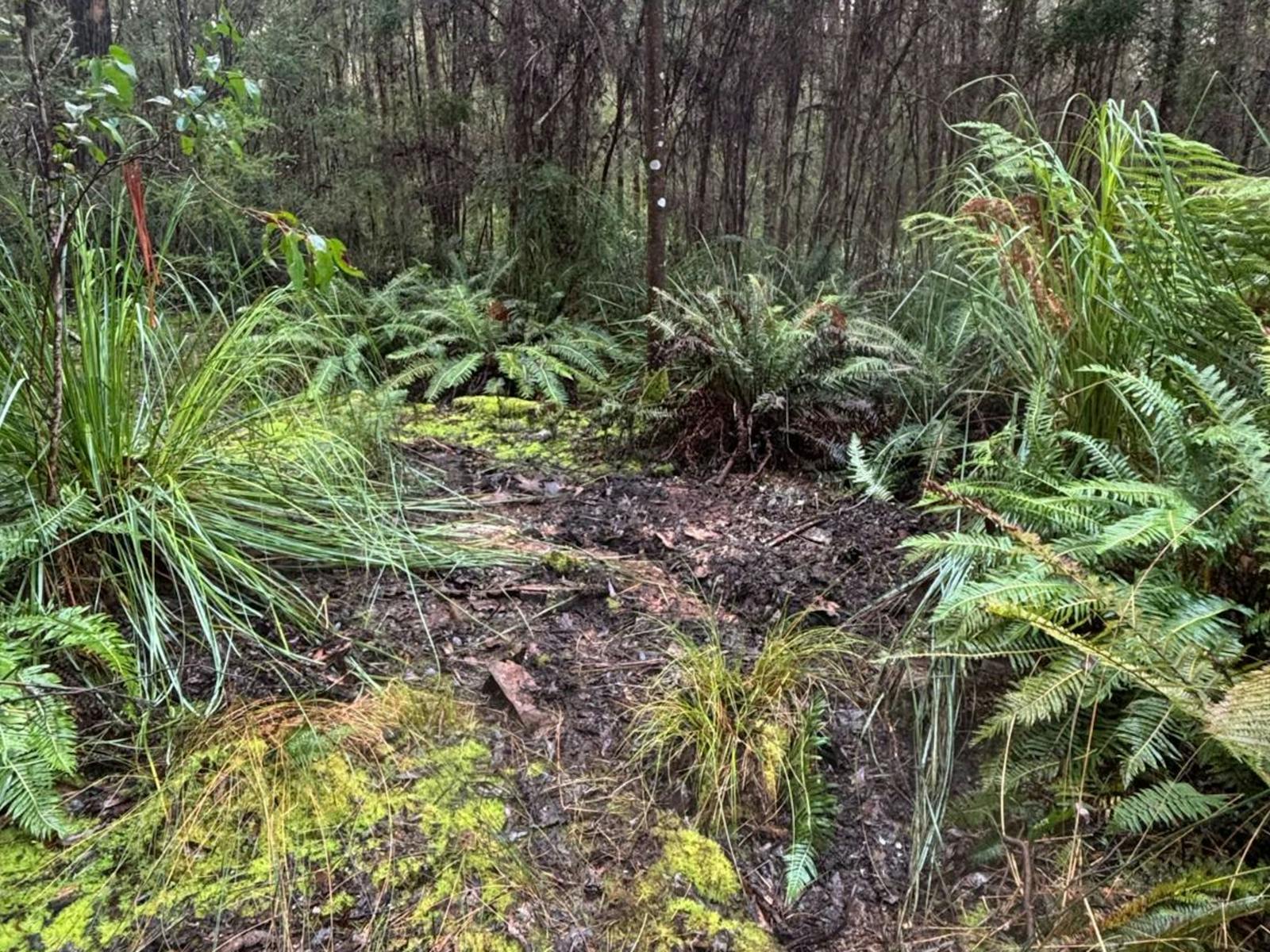 Lush ferns and trees