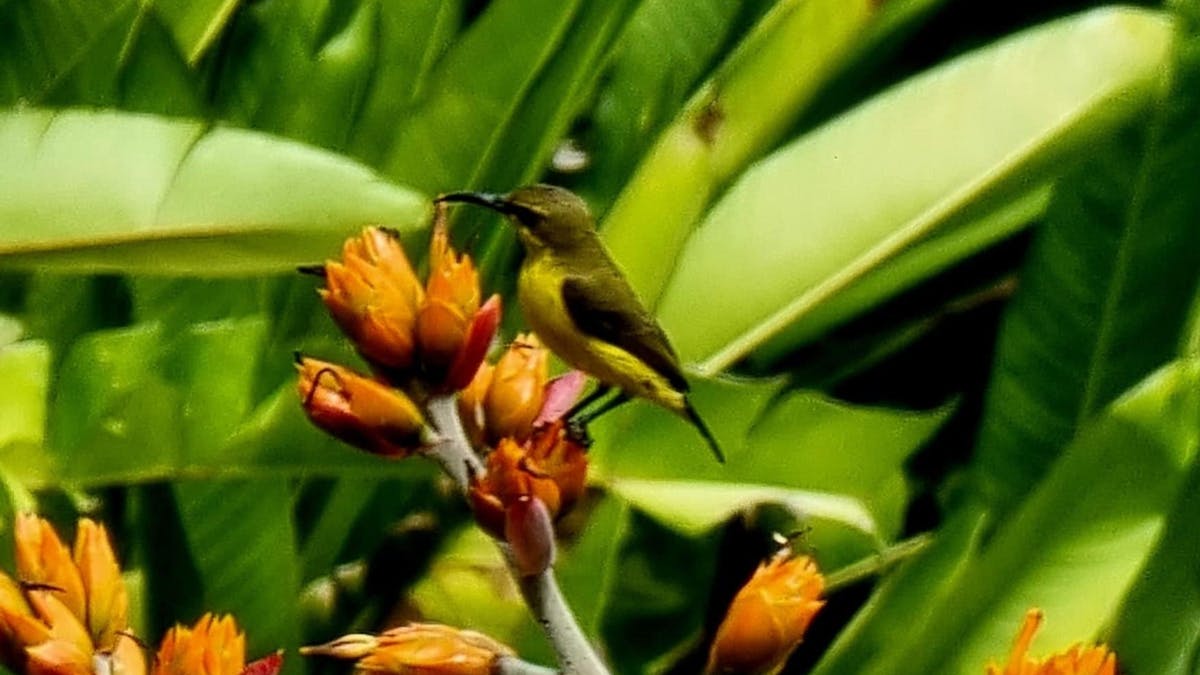 Flora