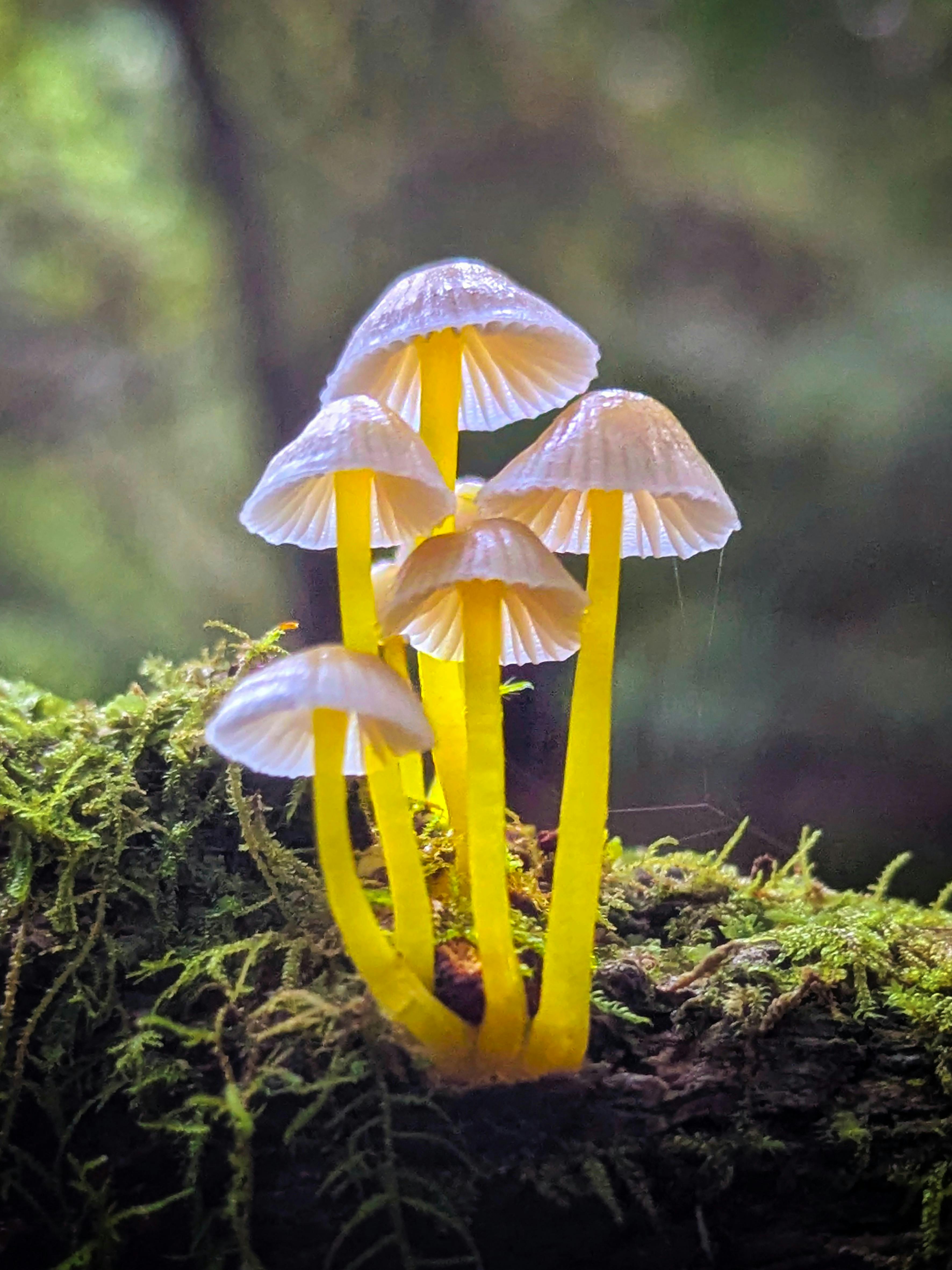 Tasmanian Photography