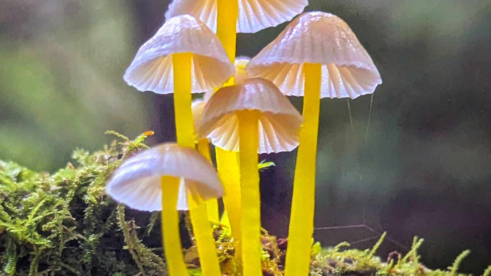 Mount Field Mushrooms