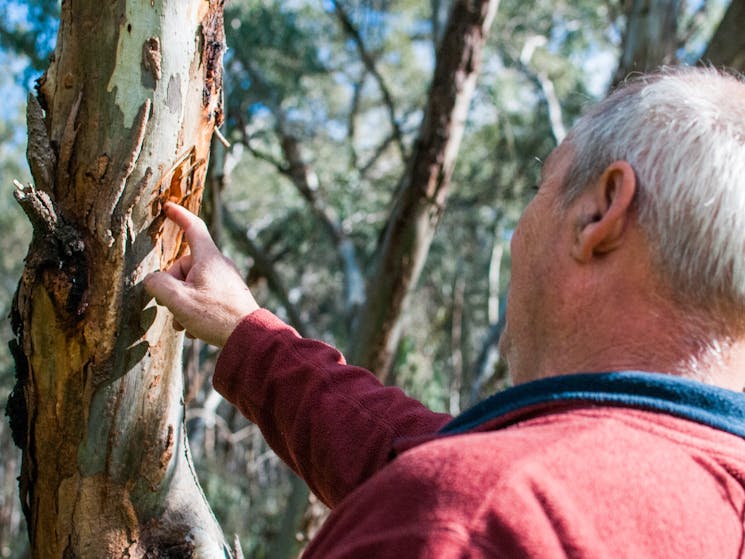 Wiradjuri man locating grubs inside a tree stem