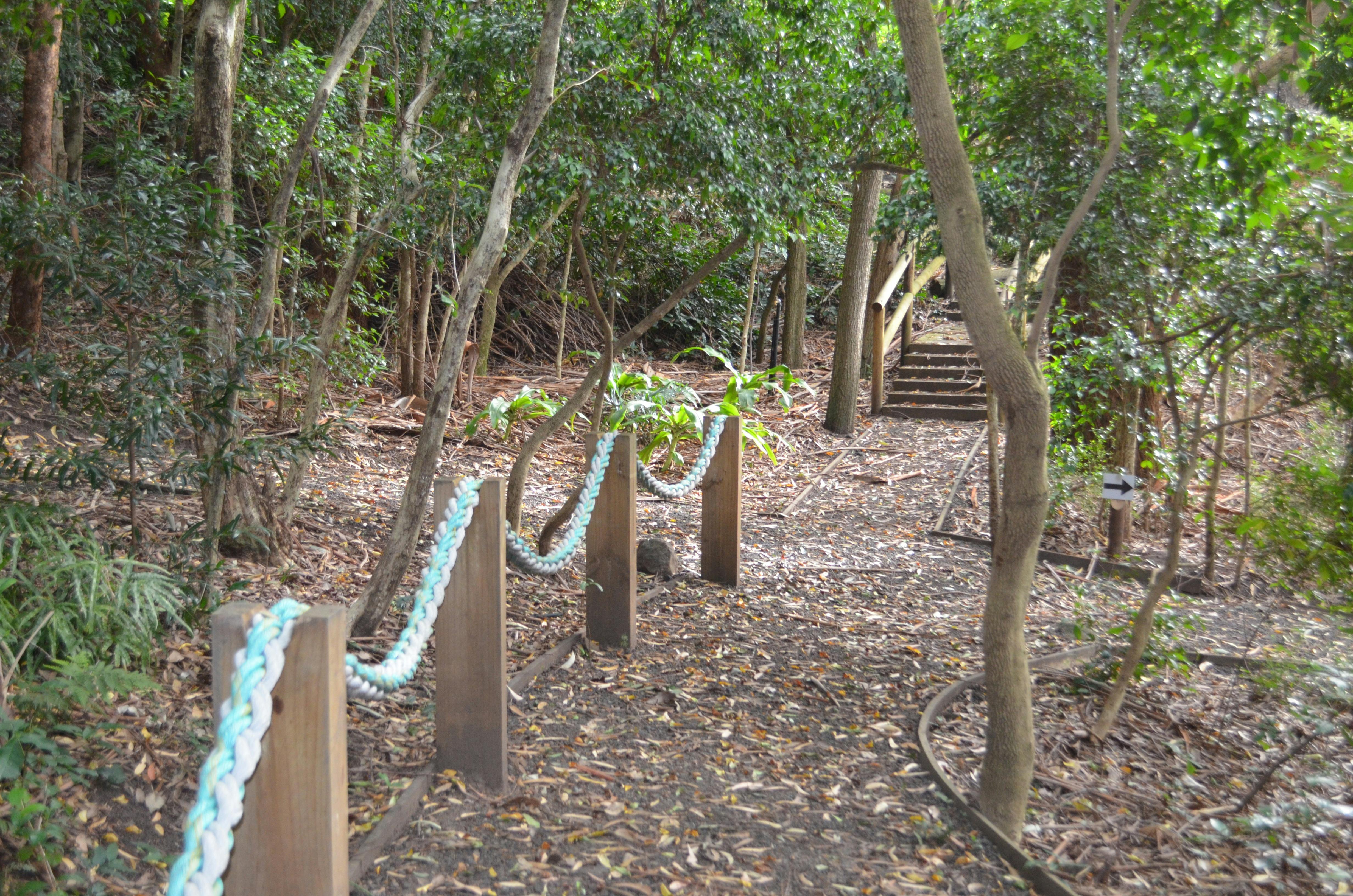 PArt of the Sensory Trail in the rainforest