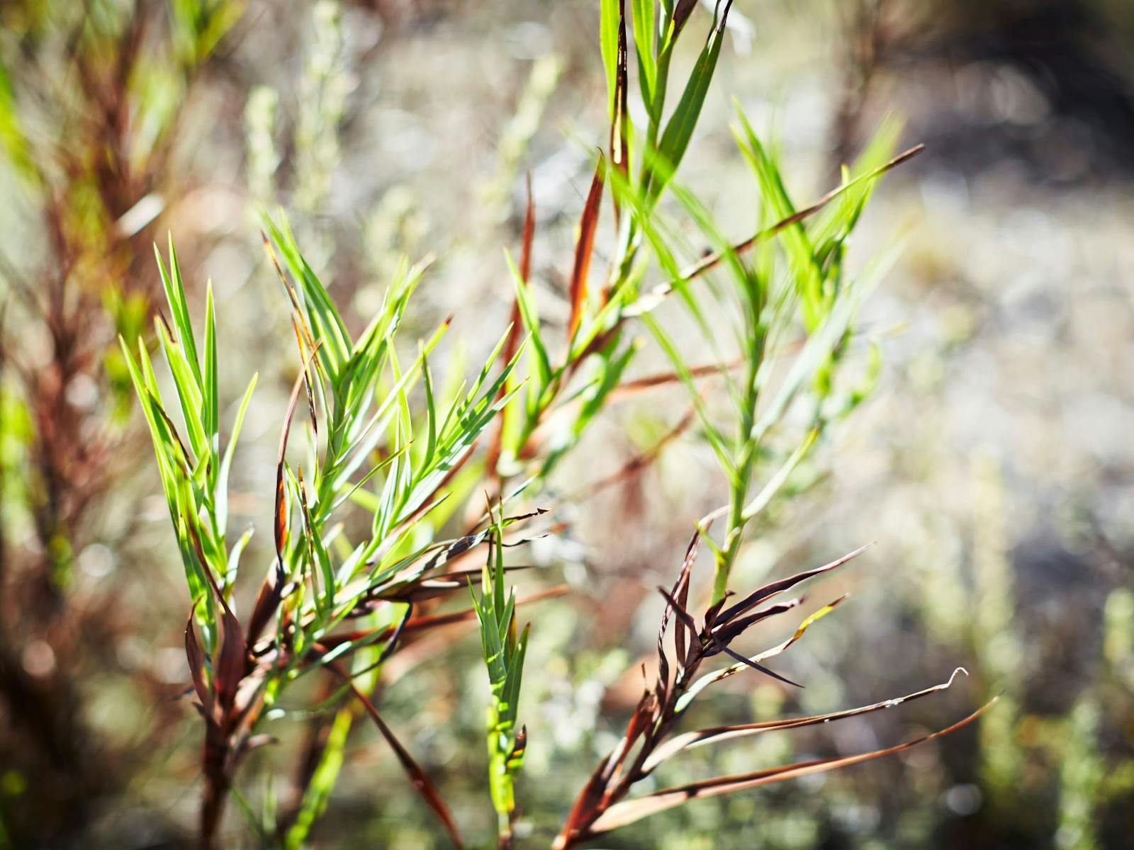 Native plant with bright green leaves and brown stems with the sun coming through at sunrise