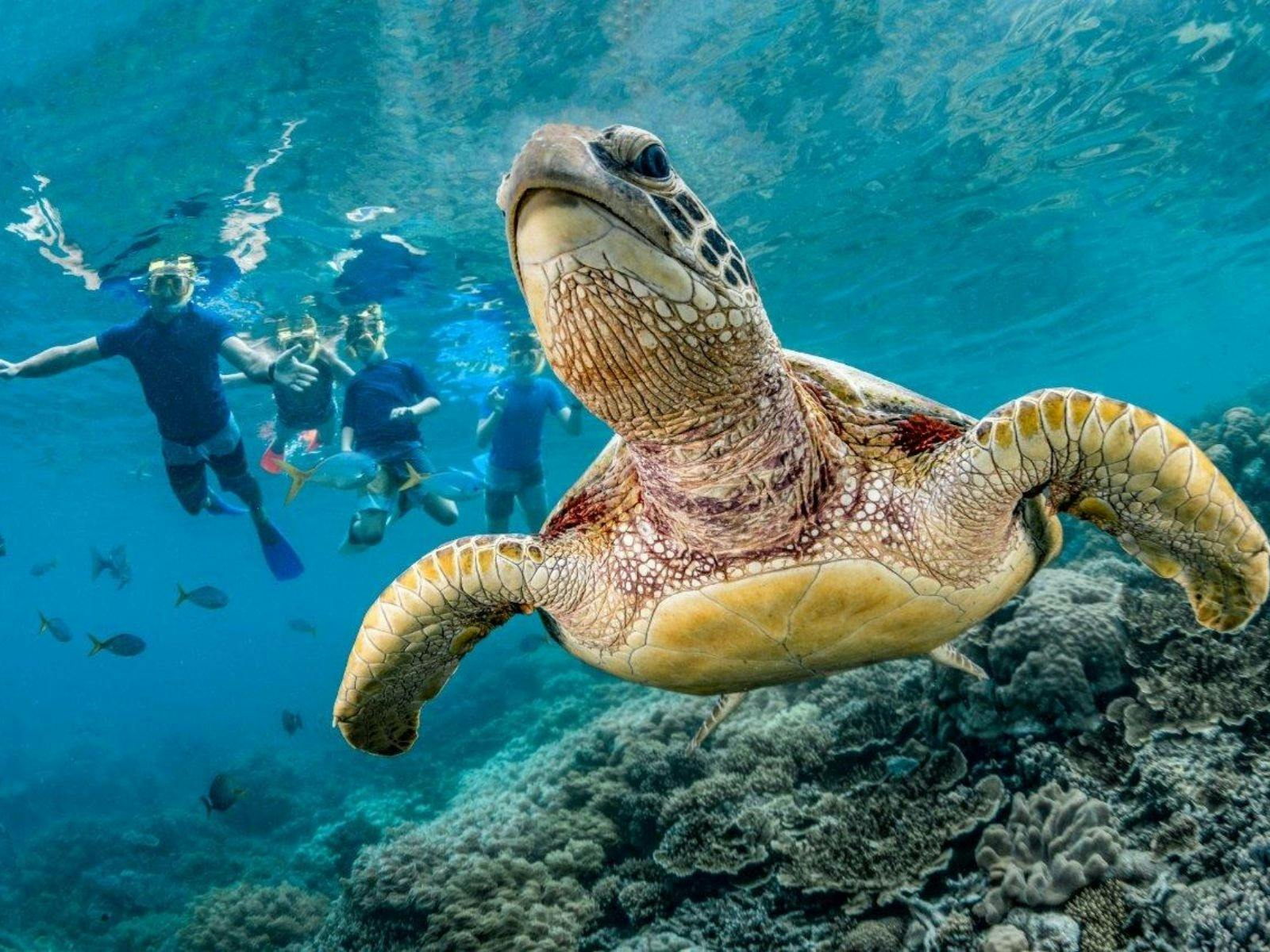 Cairns Reef Tours - The Tour Specialists