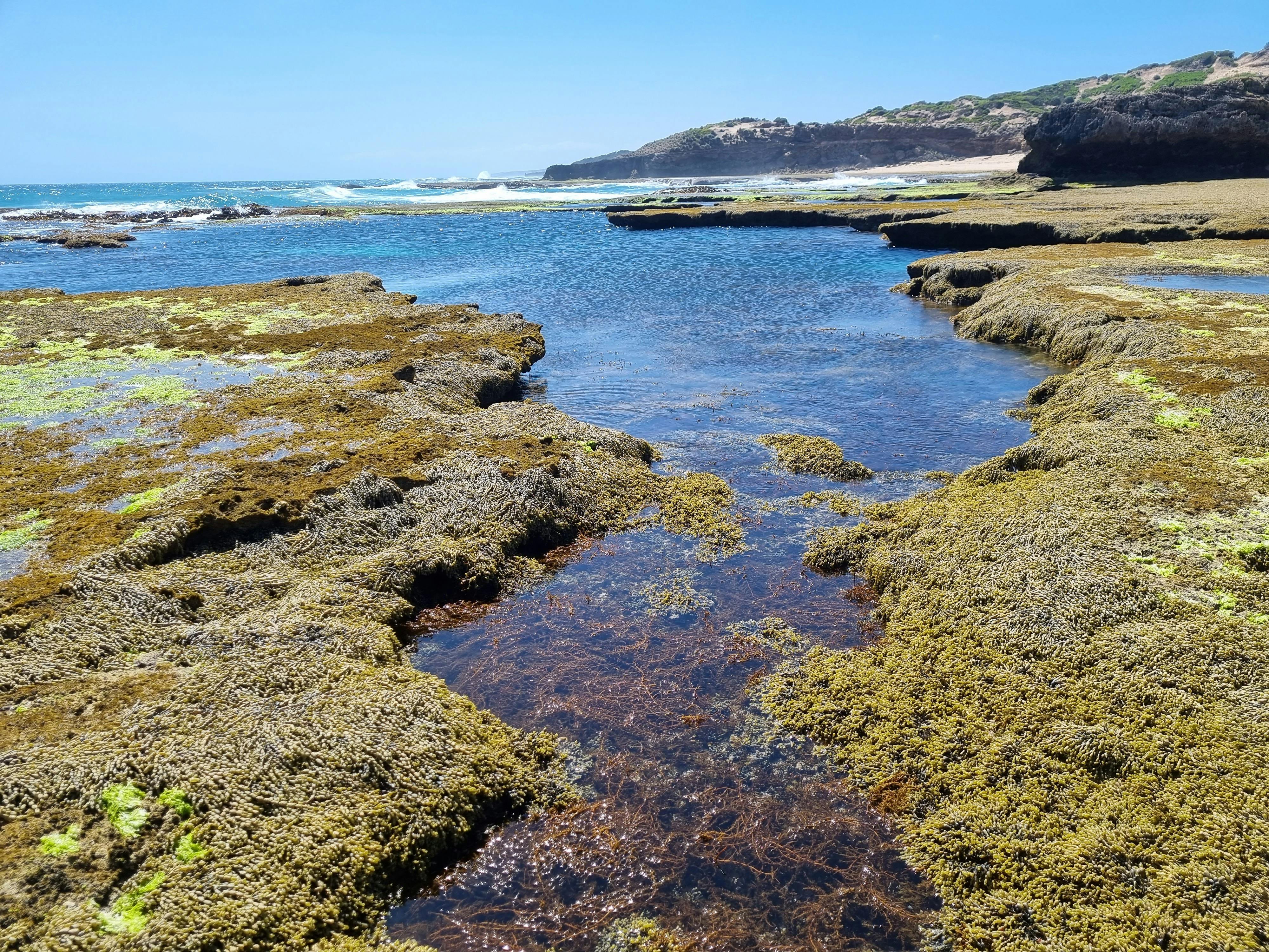 We walk at low tide so we have the chance to view and enjoy the many wonderful rockpools .
