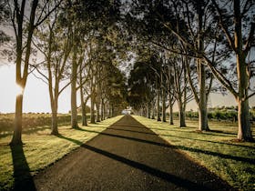 The beautiful Spotted Gum tree lined entrance
