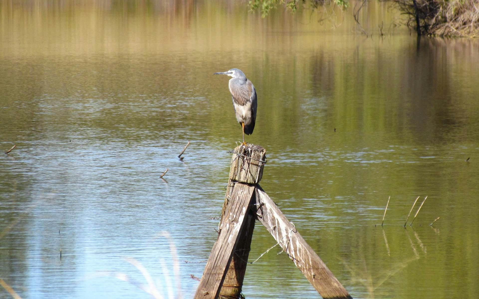 A bird perched on a fence post on a lake