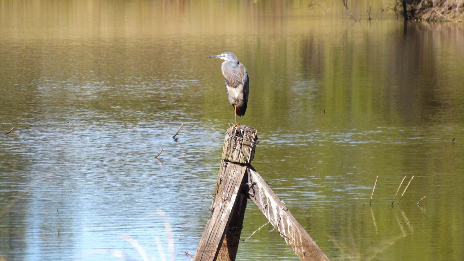 A bird perched on a fence post on a lake