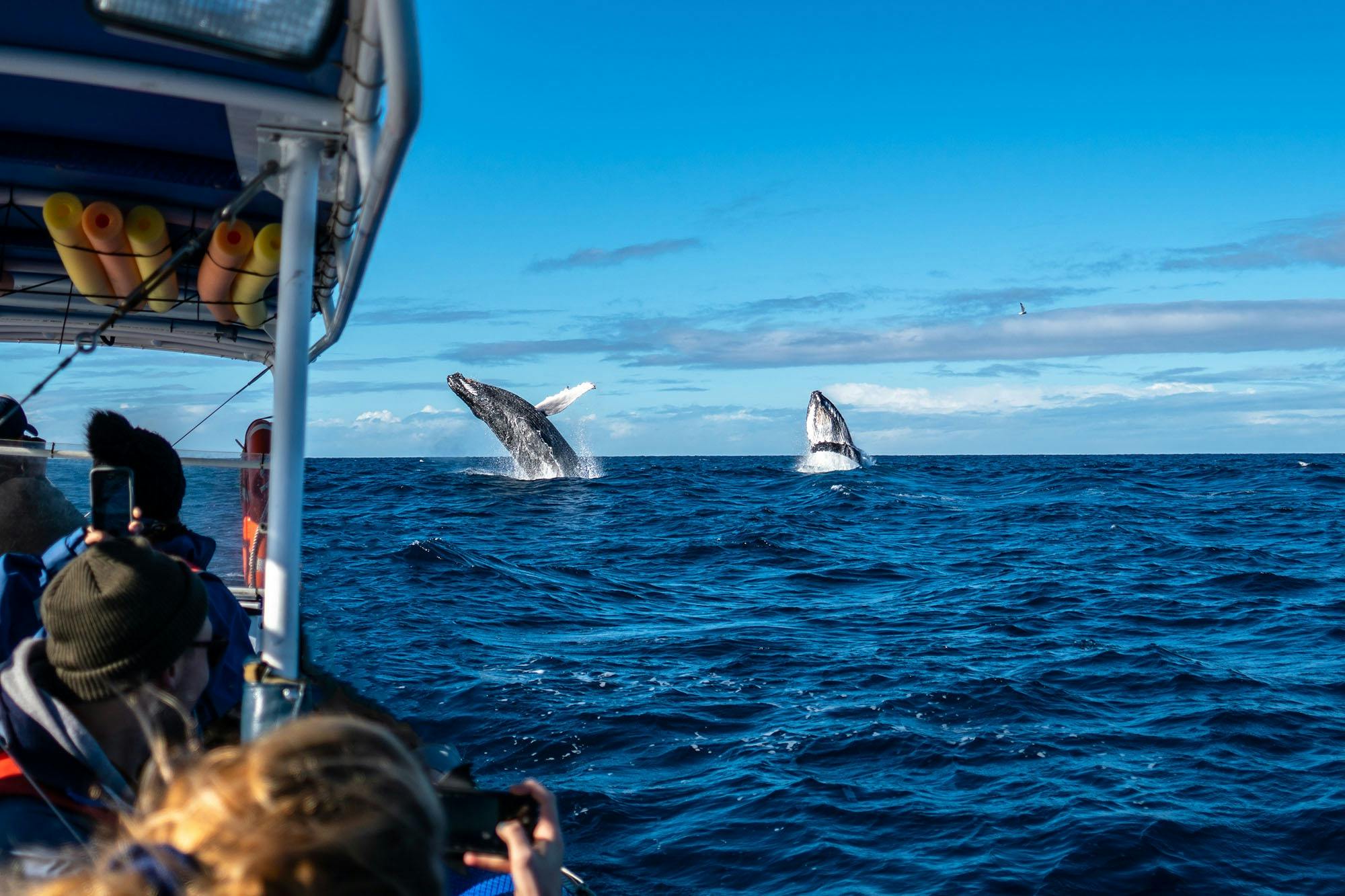 2 humpback whales breaching next to a whale watching boat