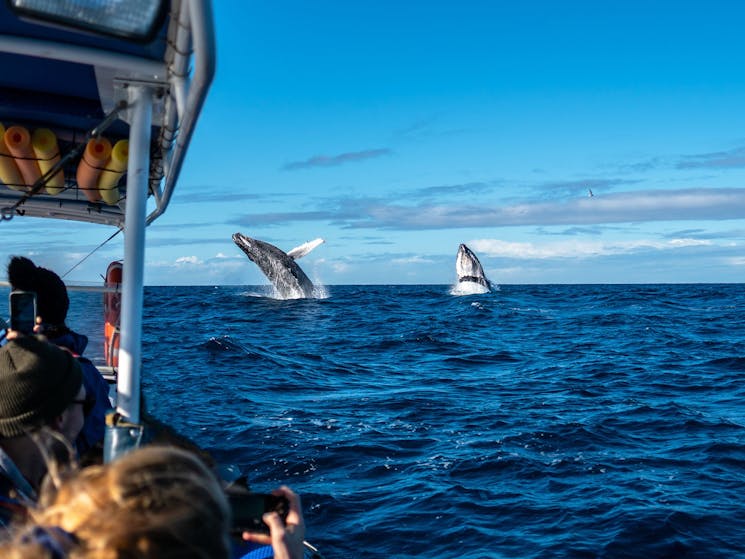 2 humpback whales breaching next to a whale watching boat