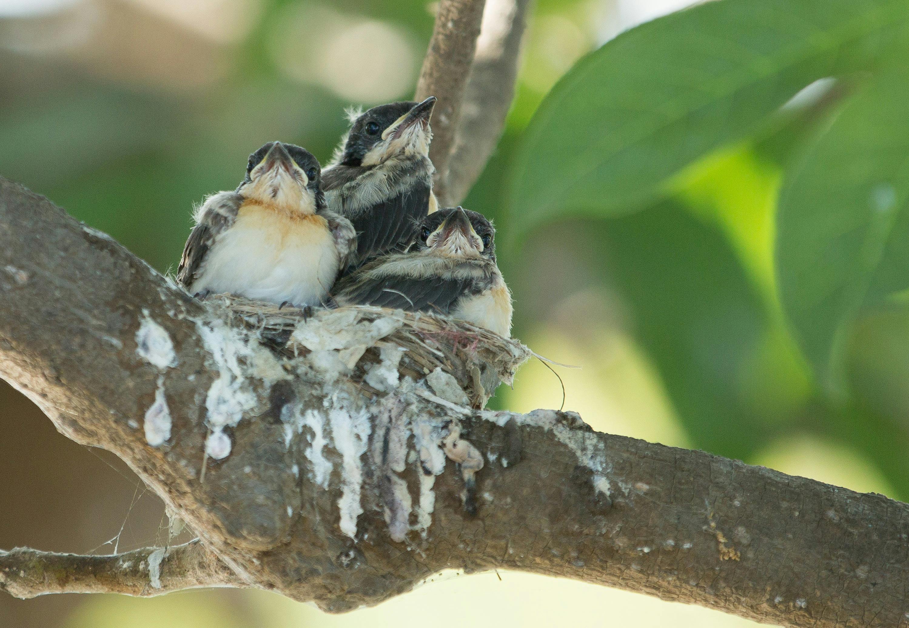 FLYCATCHER CHICKS