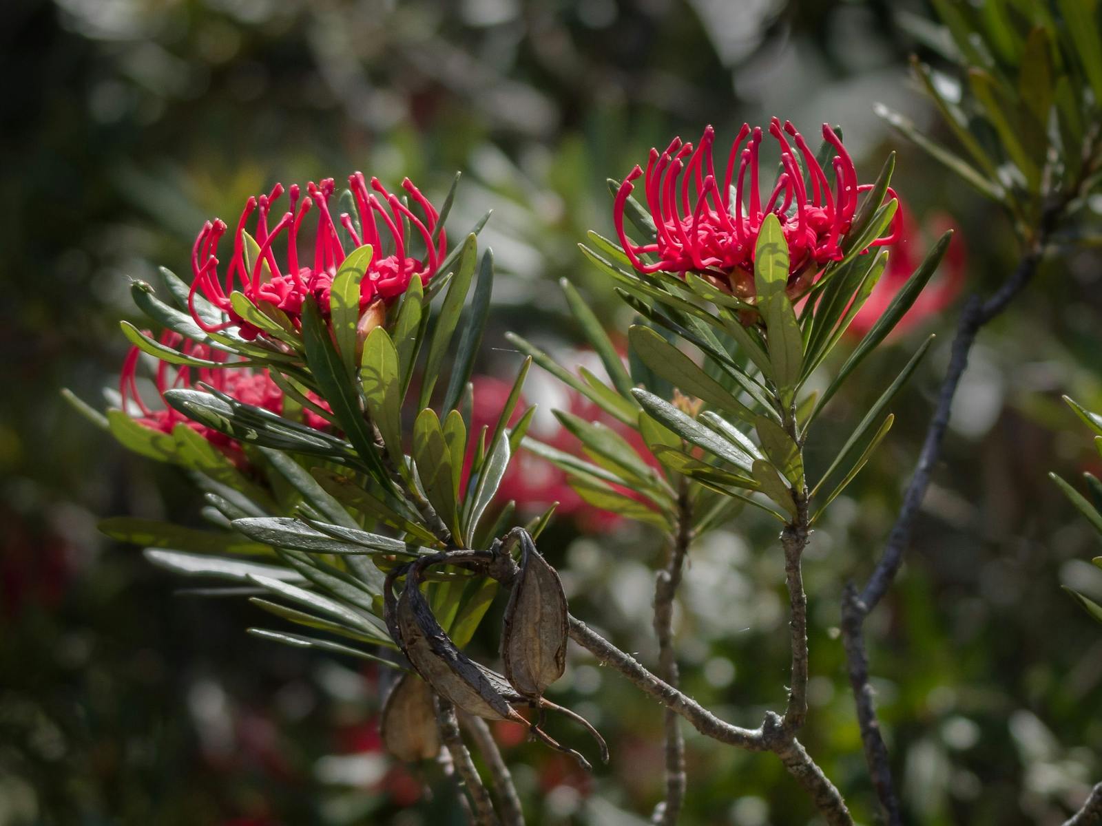 Close up of two pink Tasmanian Waratahs