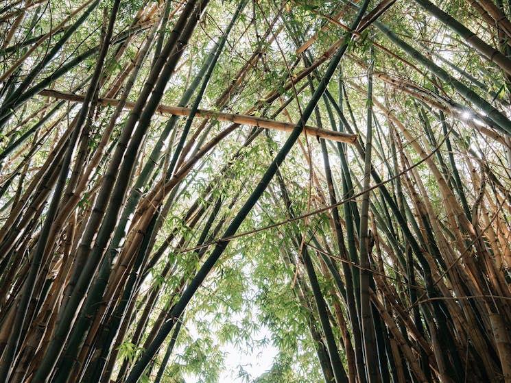 Bamboo Entrance