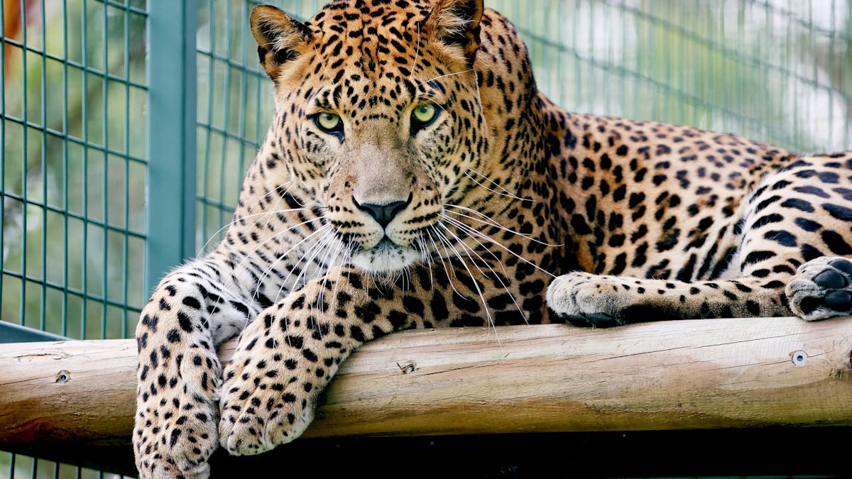 Sri Lankan Leopard