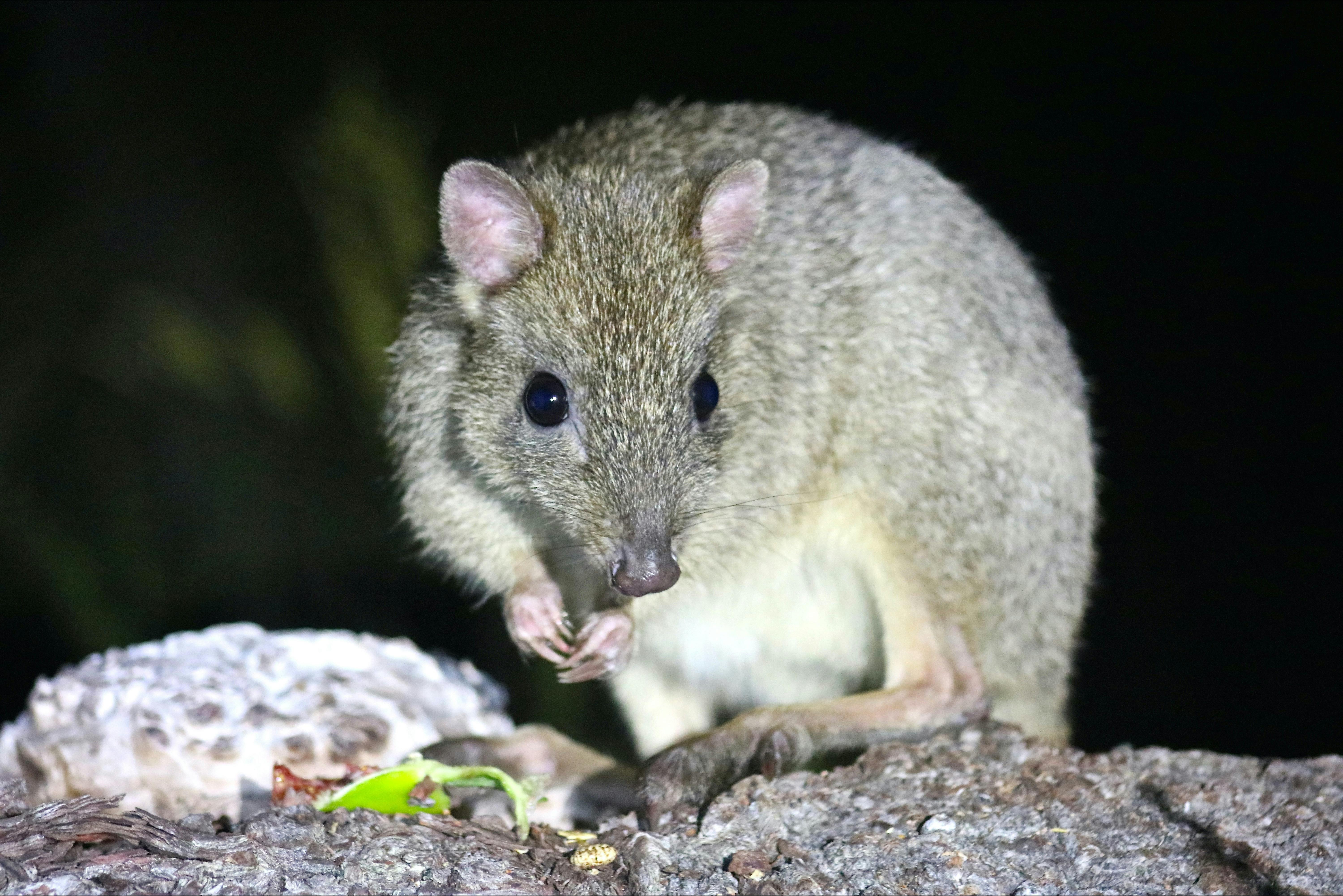 Woylie sitting on a log at night