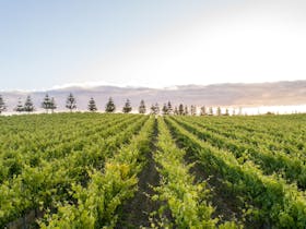 Norfolk pines and grapevines