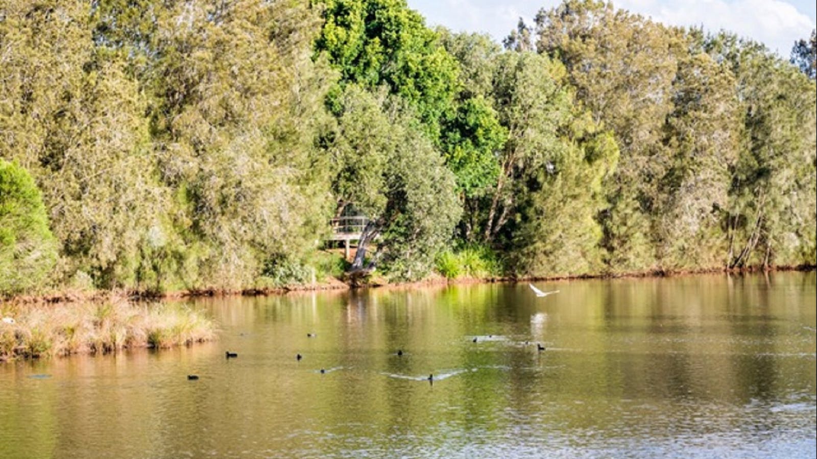 Toowoomba Water Bird Habitat