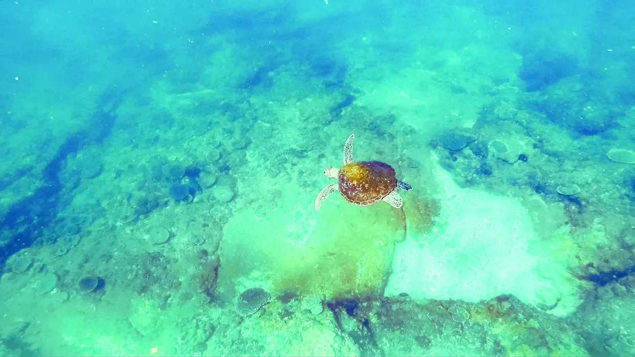 Snorkelling and Diving at Mudjimba Island