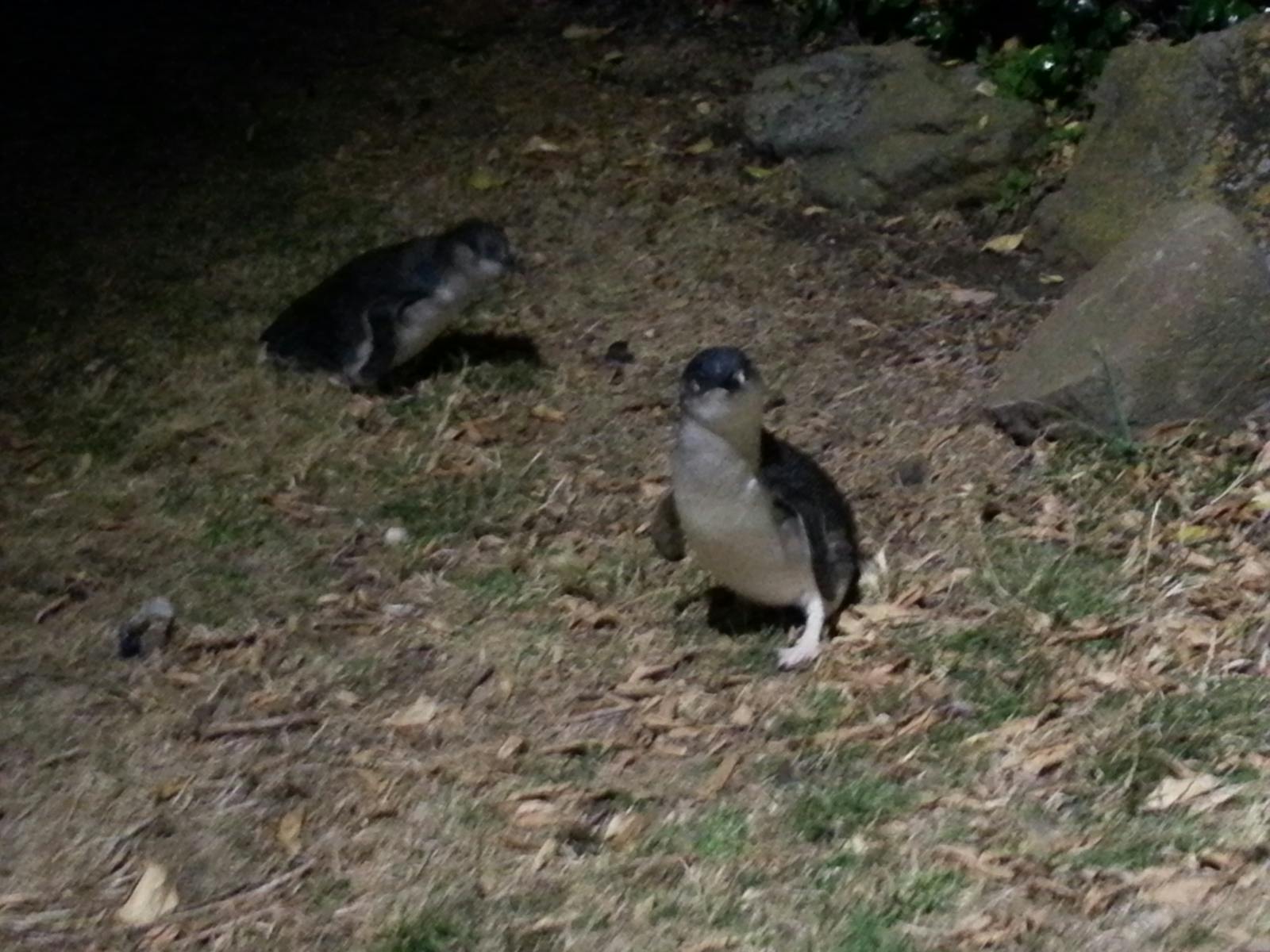 Fairy penguins  at Low Head Penguin Tour
