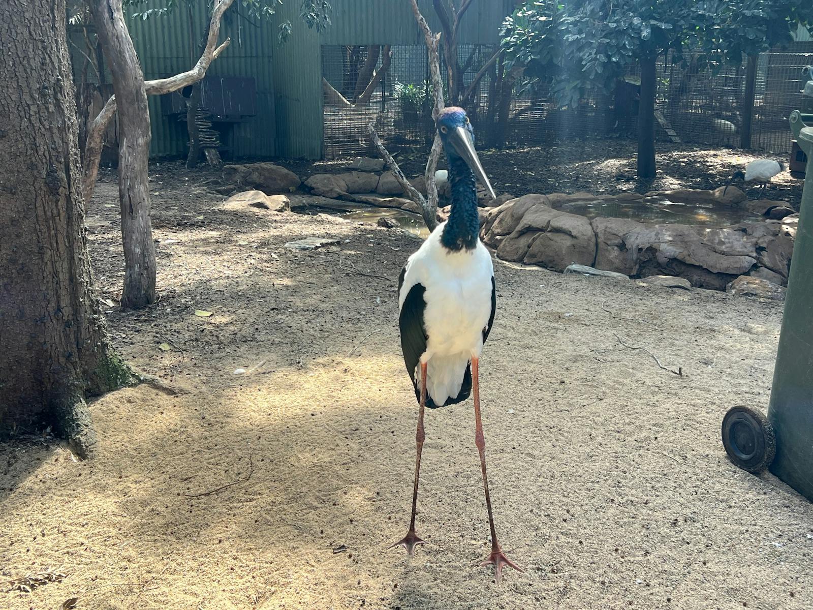 With fewer than 1,000 left in Australia, the black-necked stork is a rare sight in the wild.