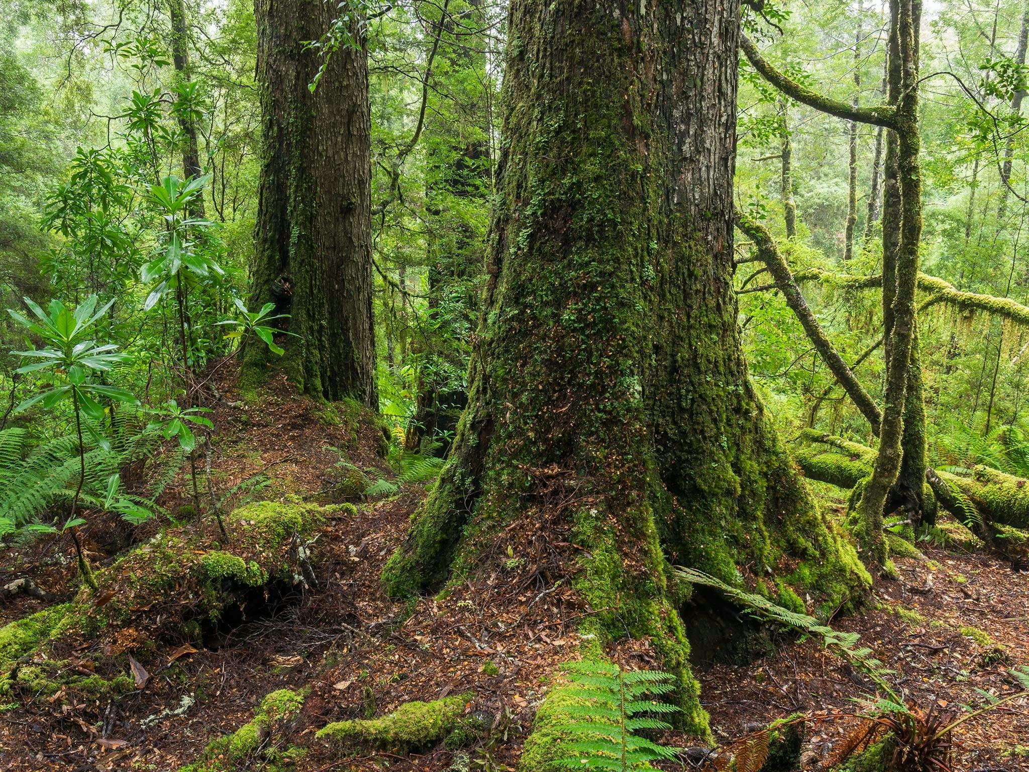 The Complete Tarkine: Rainforest & Coast 7 Day Photography Workshop