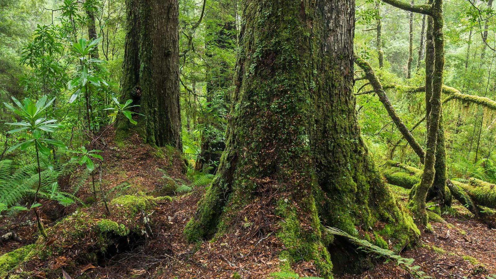 Tarkine photography tour Tasmania