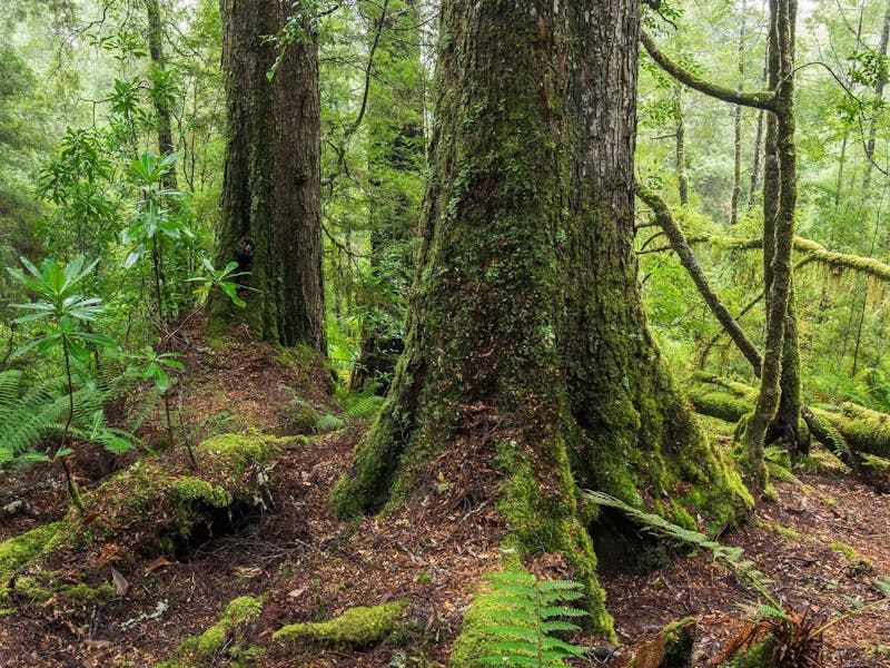 Tarkine photography tour Tasmania