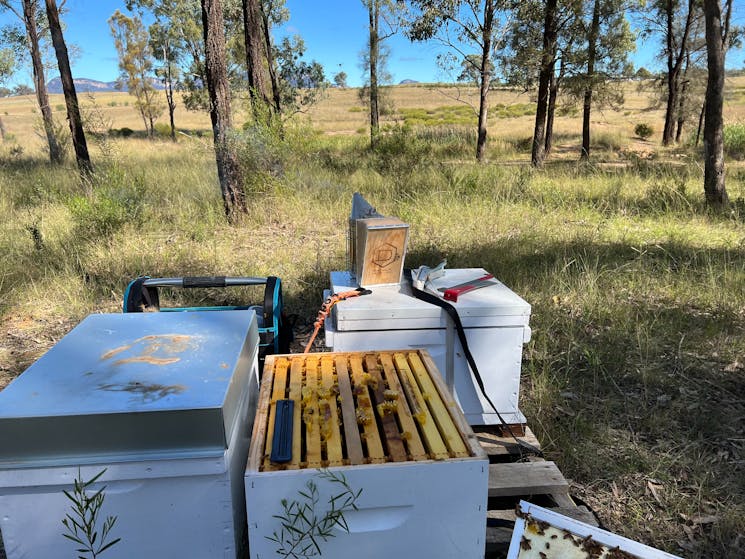 Bee hives at Bimbimbie