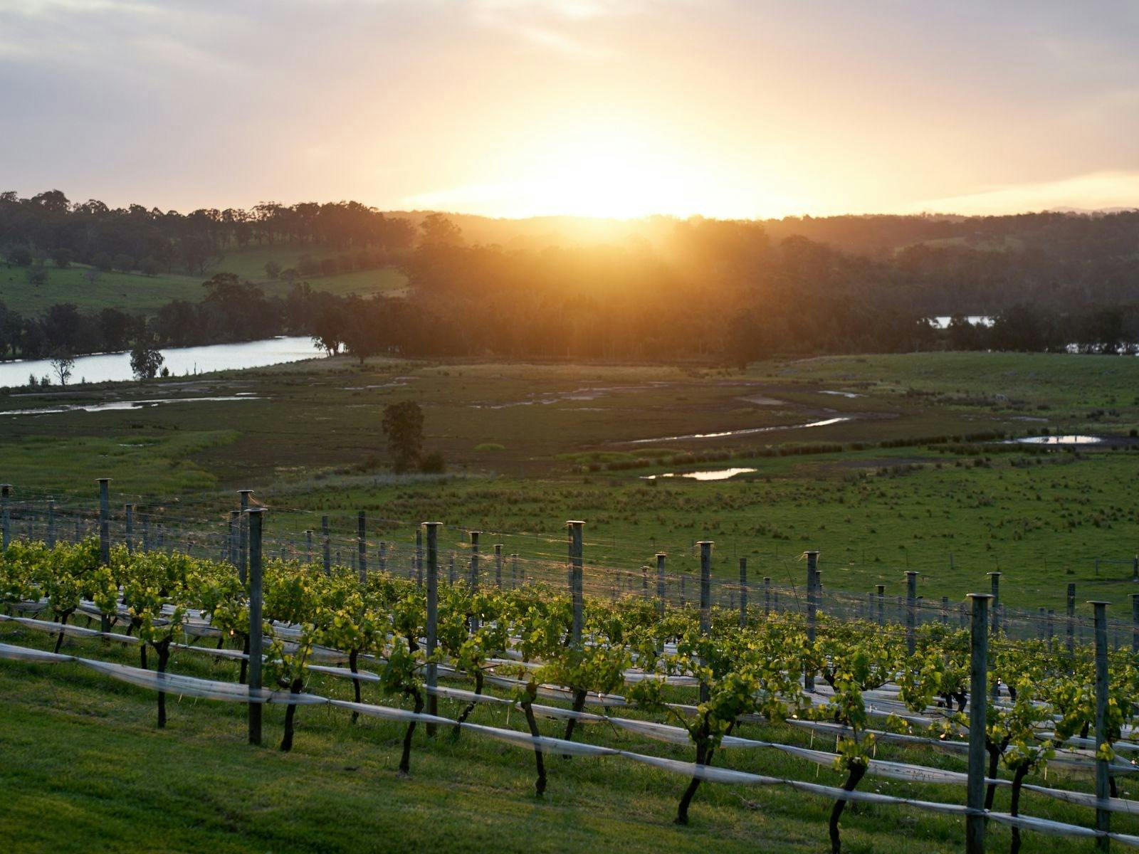 Sunsets Sessions at Cupitt's Estate