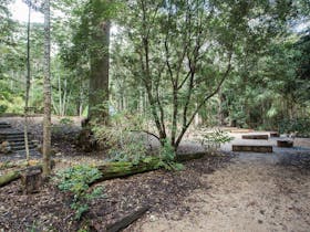 Eungella National Park camping