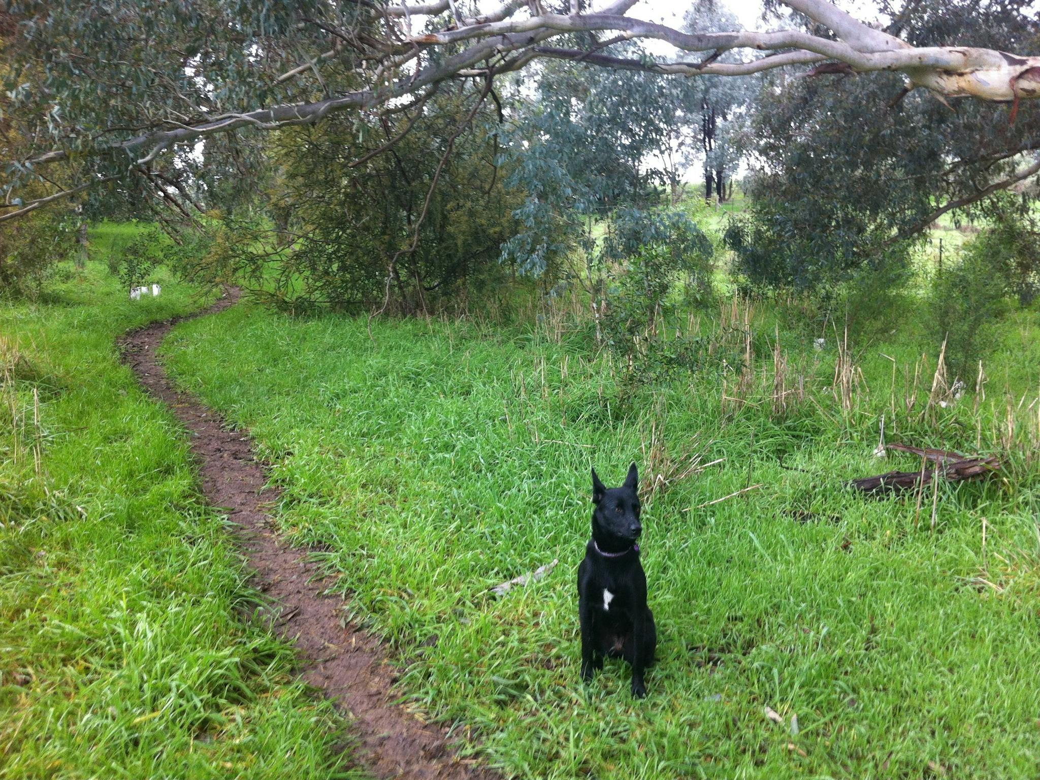 North corridor track and Mosey