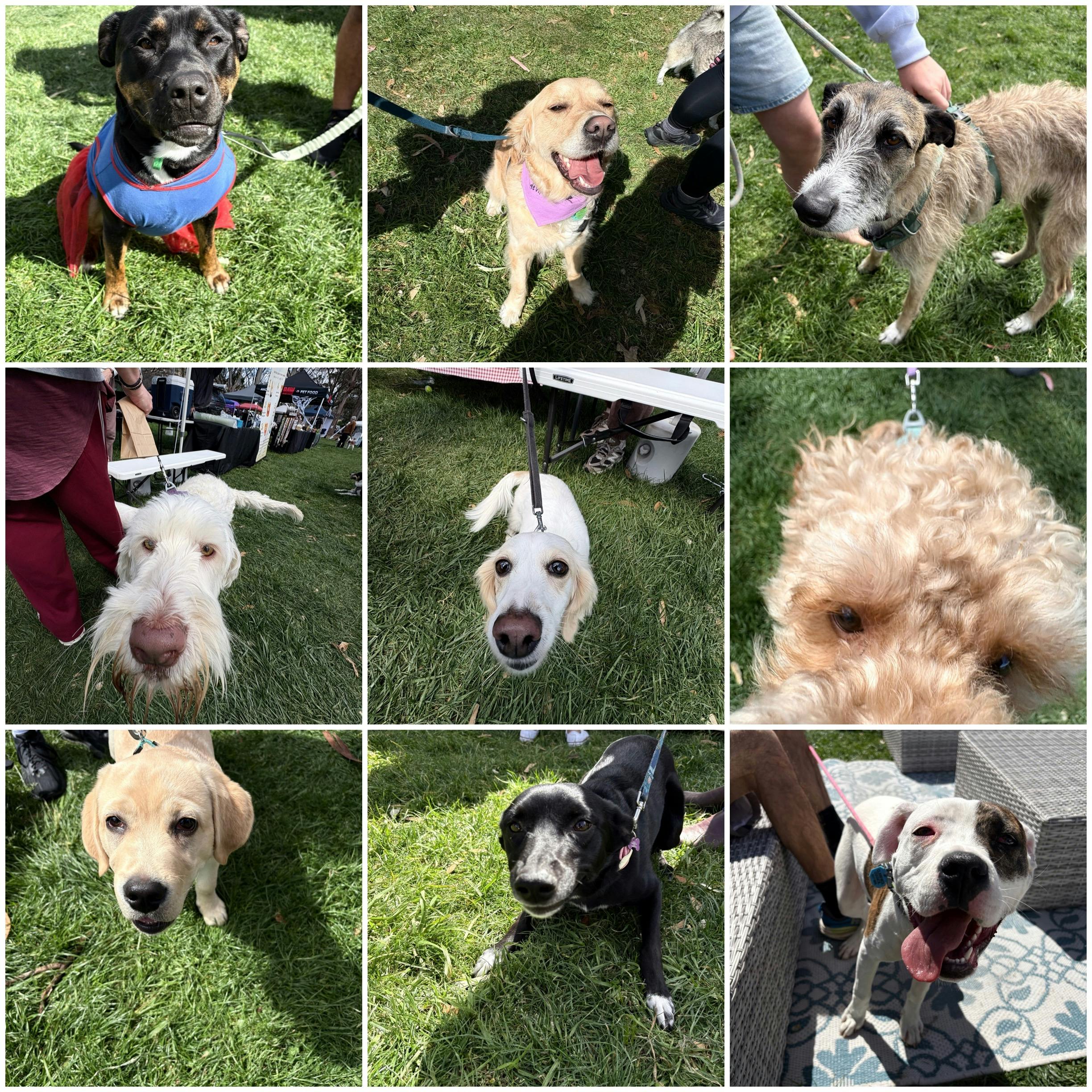 A grid of nine dog portraits taken on the grass at the Van Diemen Pet Expo: a black and tan dog in a