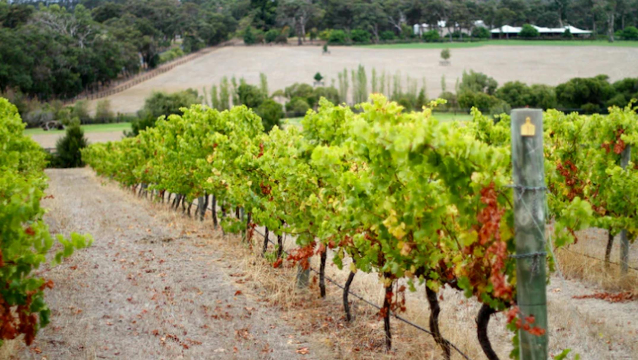 Driftwood Estate Margaret River