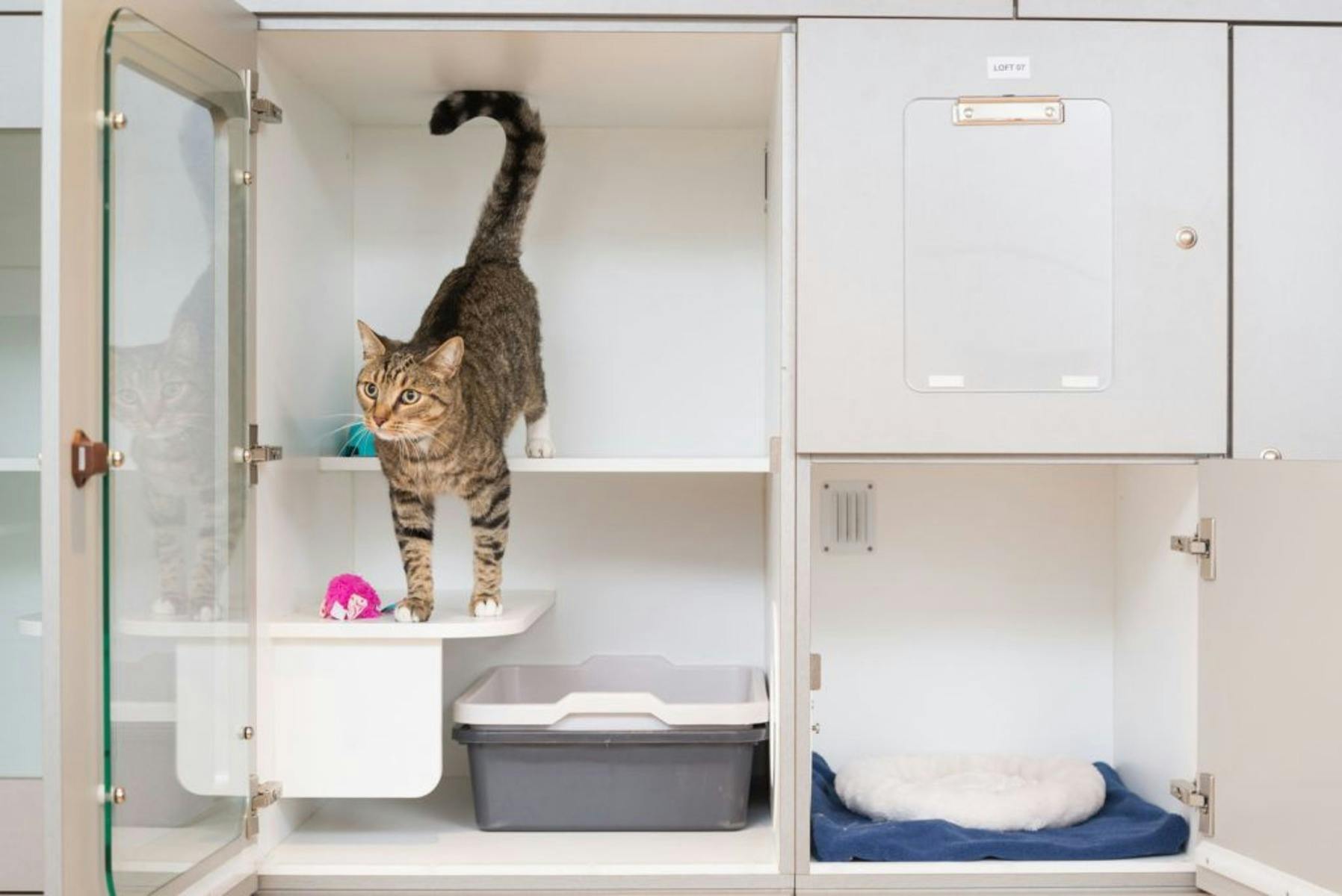The Loft Condo offers temperature-controlled, spacious, clean and comfortable cat accommodation.