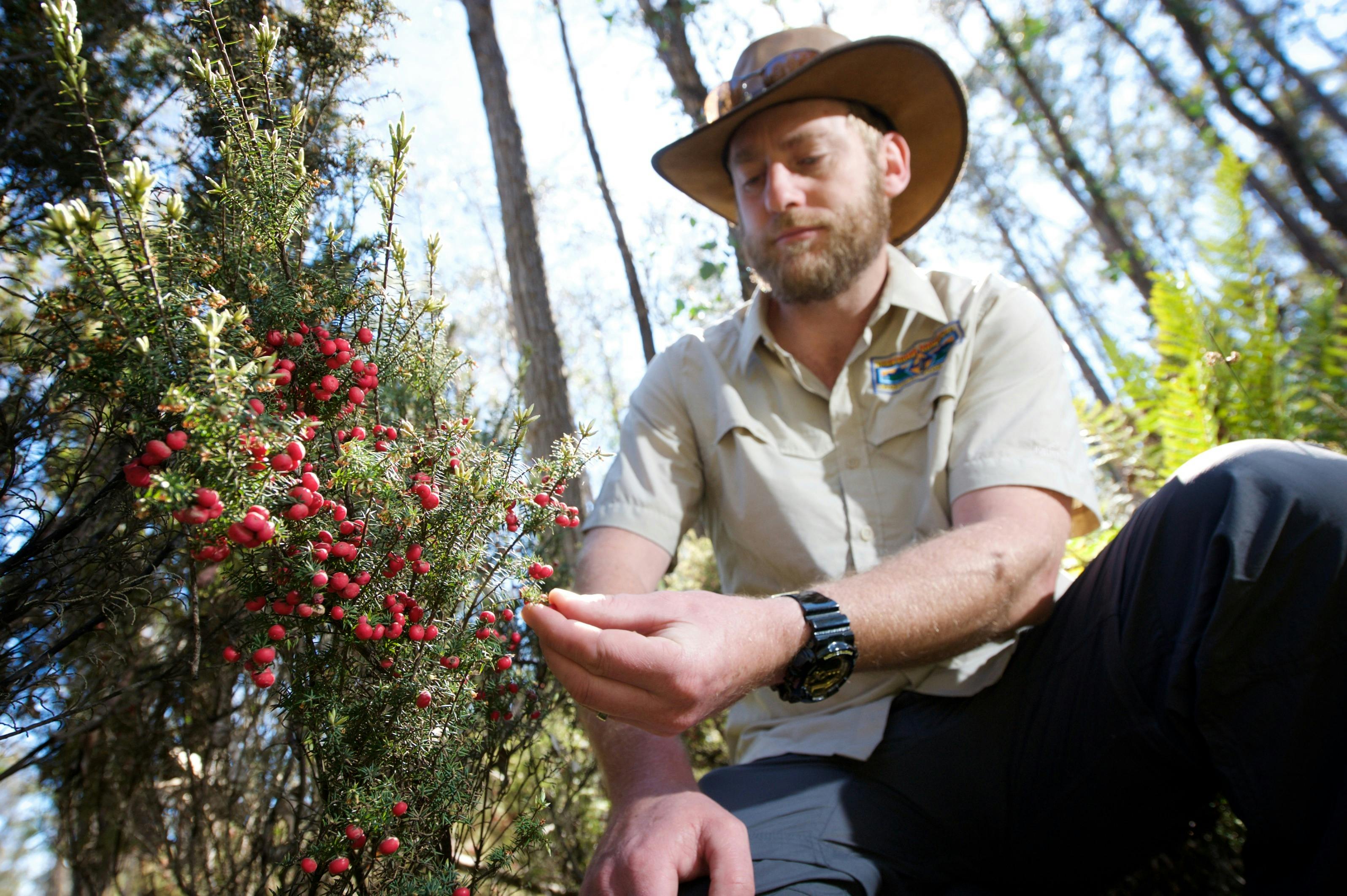 Pepper Bush guide, Ben picking some bush berries on Roses Tier