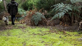 Bushwalking Birdwatching Pegarah Private Nature Reserve King Island