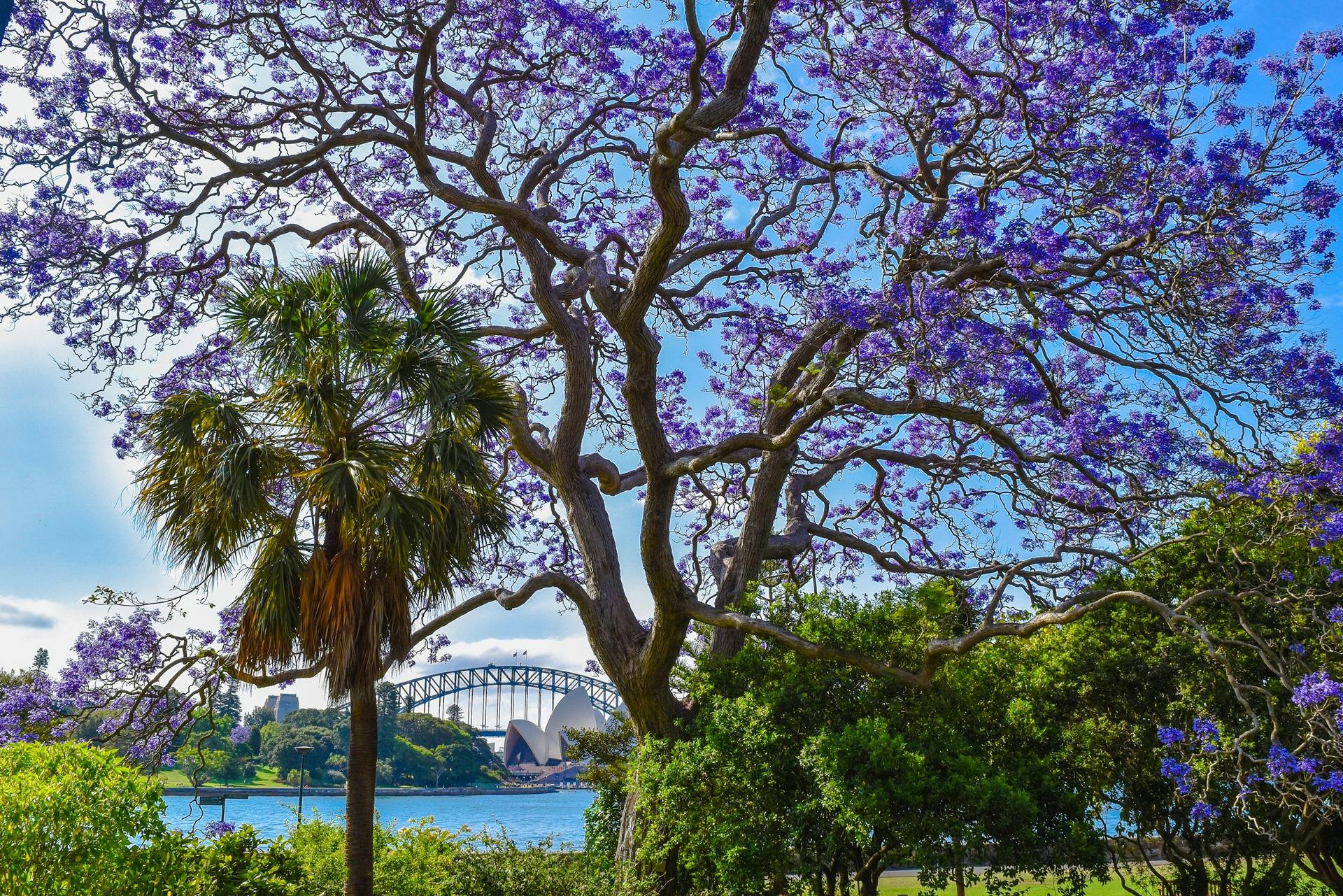 As seen on our annual Jacaranda Cruises on Sydney harbour