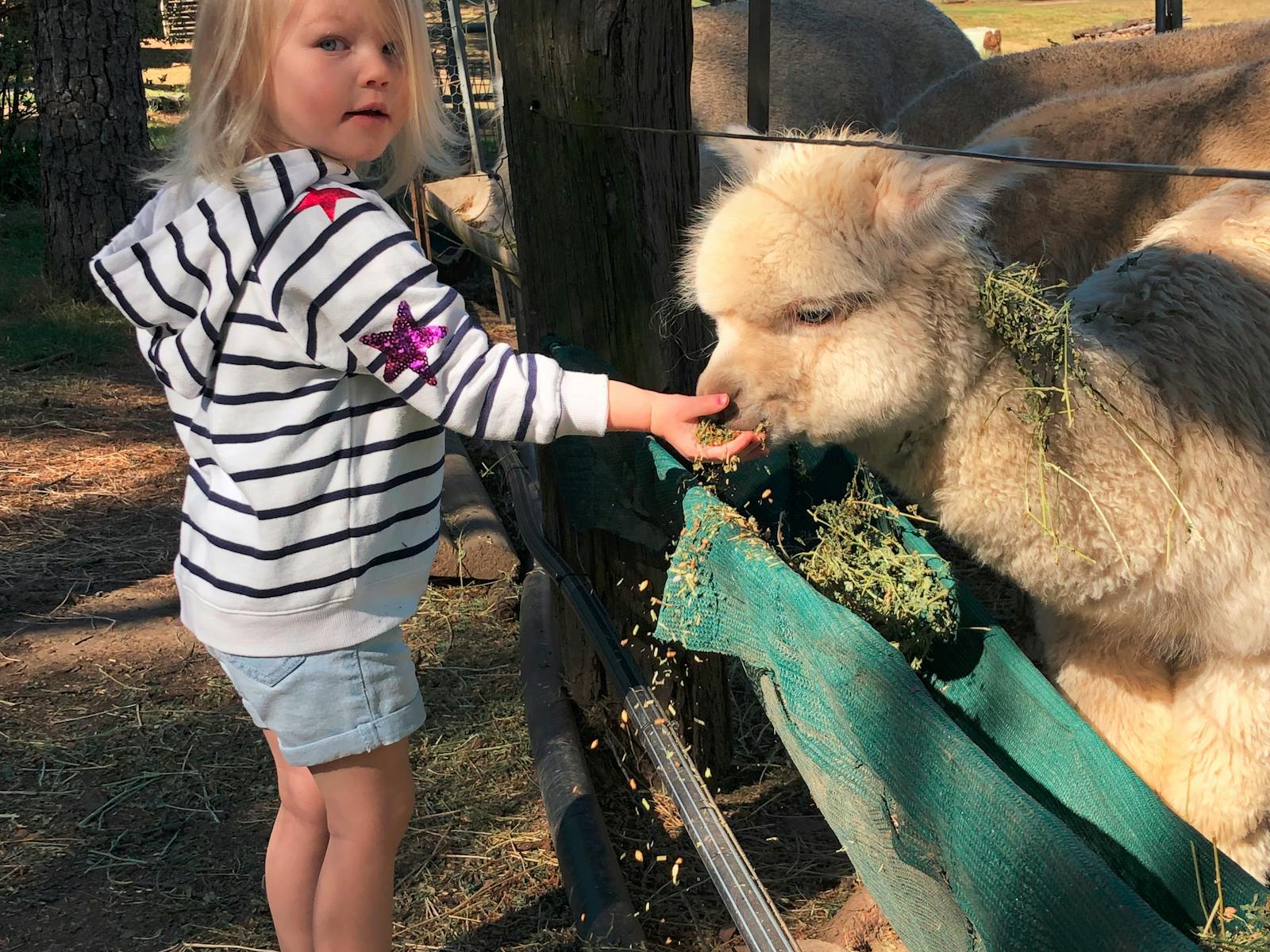Alpaca Photos
