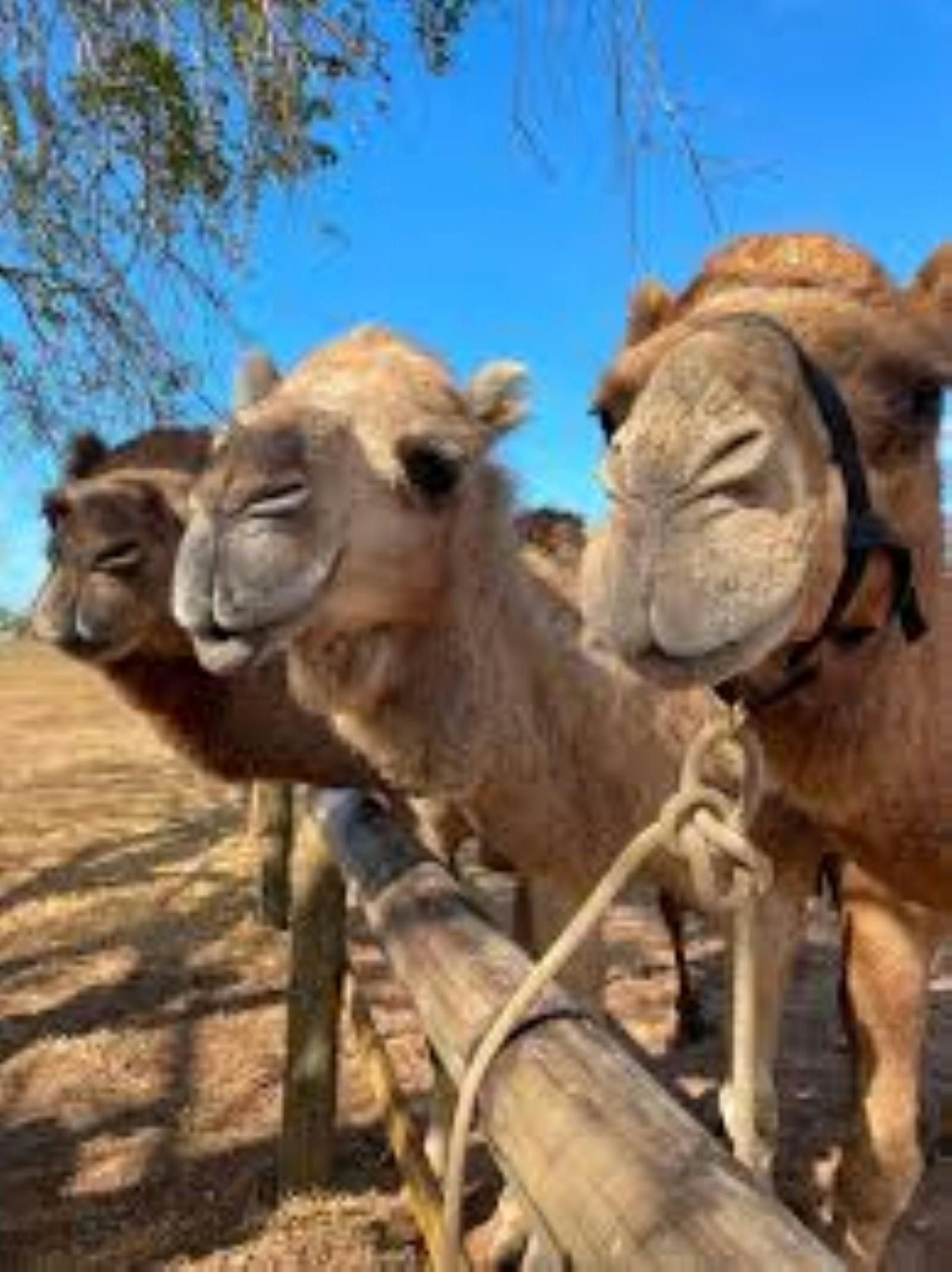 Darwin Camel Rides