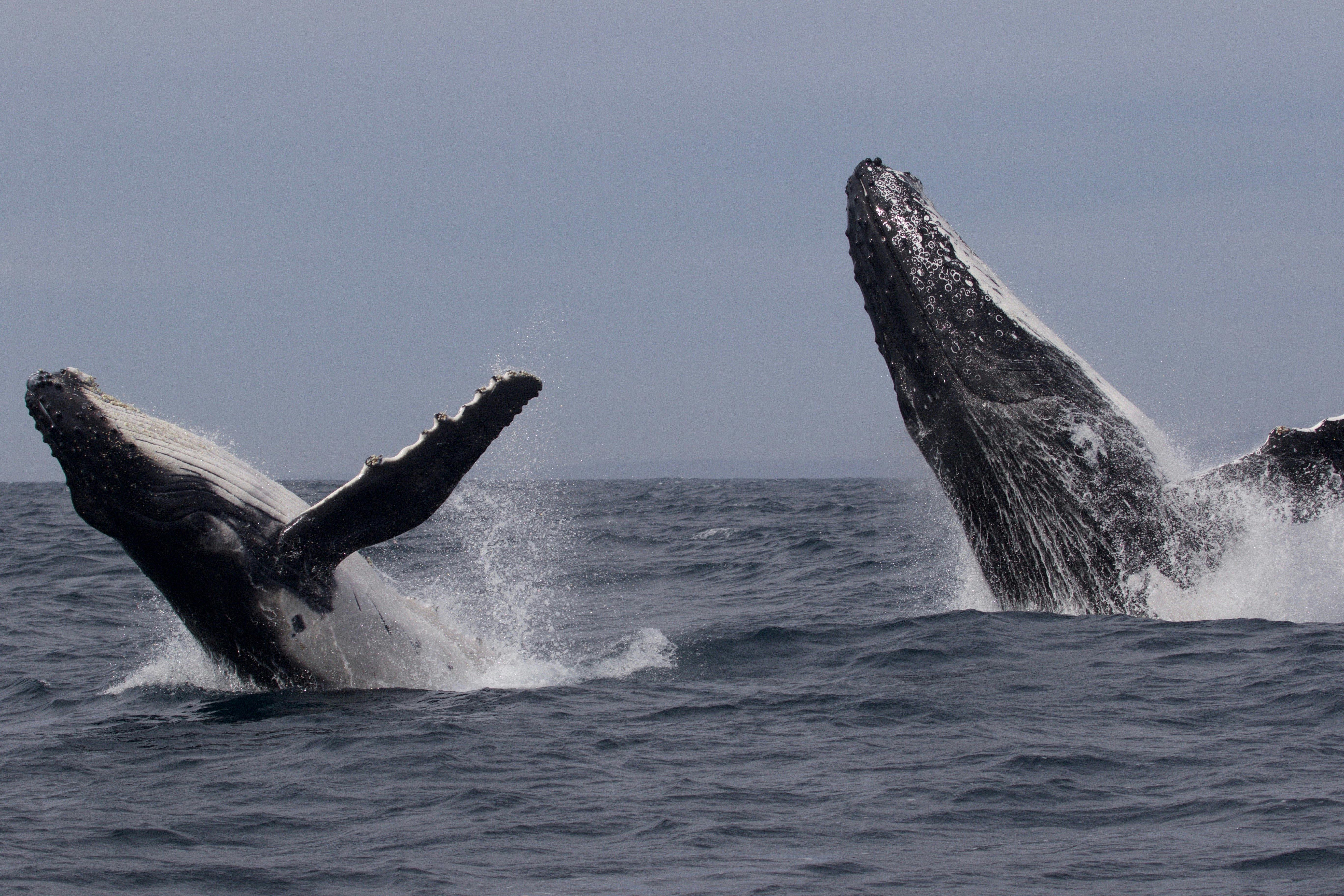 Humpback whale mother and calf breaching together off Merimbula 2016