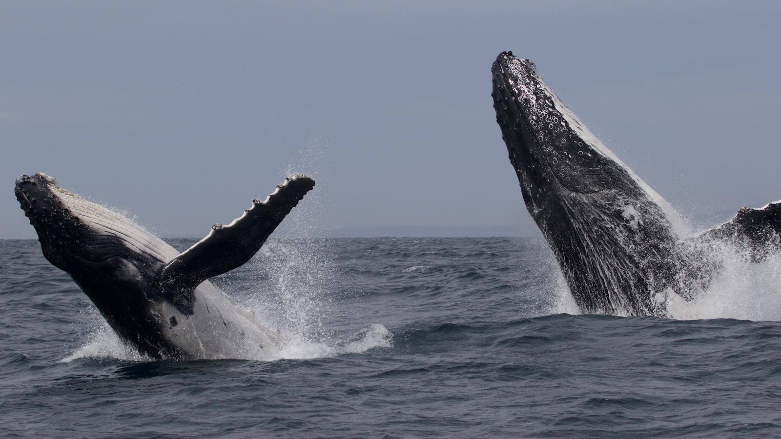 Humpback whale mother and calf breaching together off Merimbula 2016