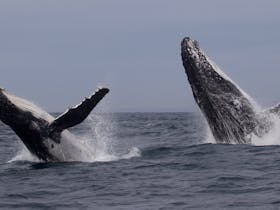 Humpback whale mother and calf breaching together off Merimbula 2016