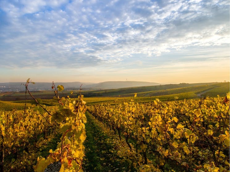 Kenny Escapes Food And Wine Tours Berry Berry Visitnsw Com