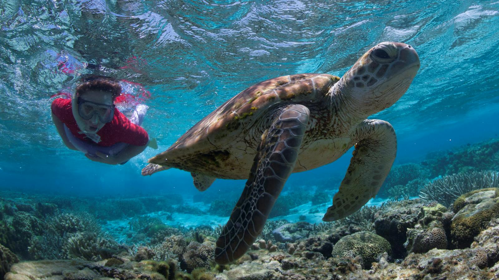 Snorkel with turtles, Lady Elliot Island