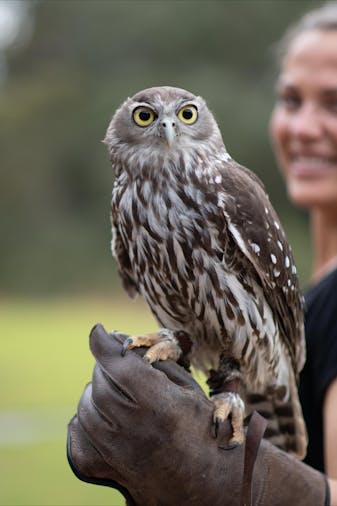 Raptor Domain