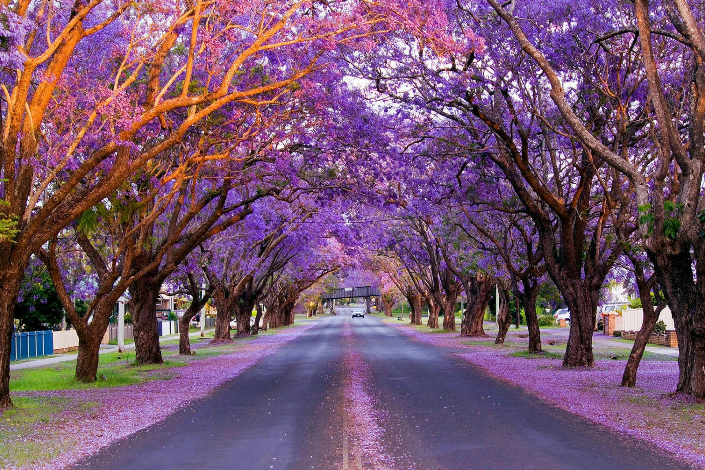 Jacaranda Open Garden Tour NSW Holidays & Things to Do, Attractions and Events